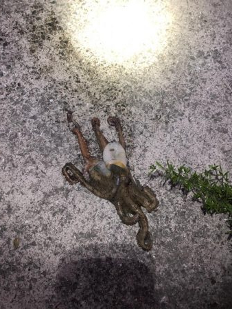 青物は釣れなかったけど、、