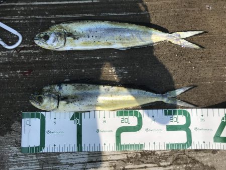 まさかのシイラ