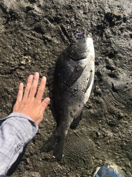 トップチヌと投げ釣り