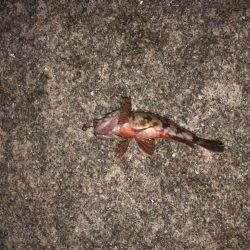 チニングのはずが