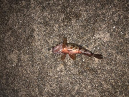 チニングのはずが