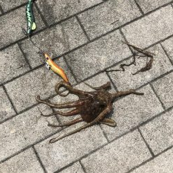 ツバスいない、タコまだいる