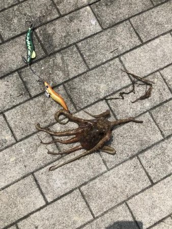 ツバスいない、タコまだいる