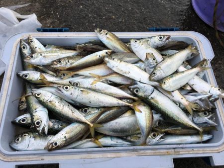 アジ サバ 少し大きくなりました(^^)