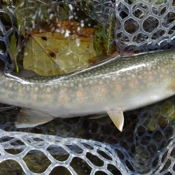 アタリがないのに!?