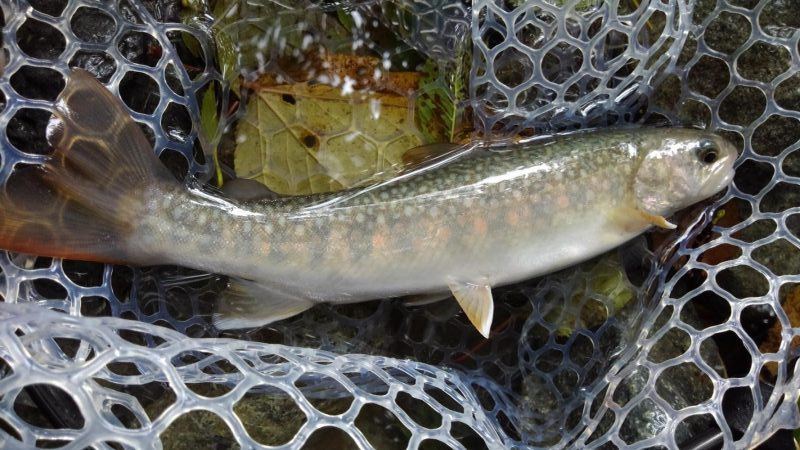 アタリがないのに!?