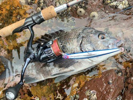 シーバスかと思いきや。