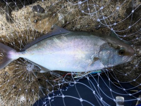 フルドラグがでていきました！