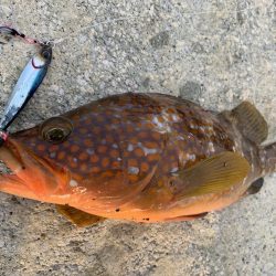 ソルトルアーで五目釣り