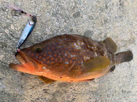ソルトルアーで五目釣り