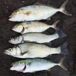 シオ ツバス ヒラセイゴ  パラダイス