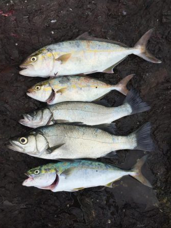 シオ ツバス ヒラセイゴ  パラダイス