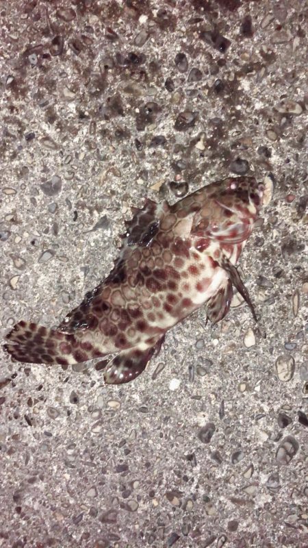 変わった魚が釣れた