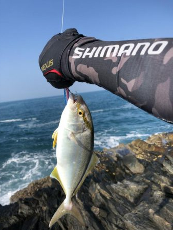 小っさいけど青物‼︎