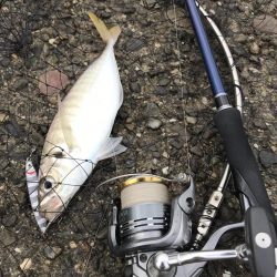 おニューのタモ