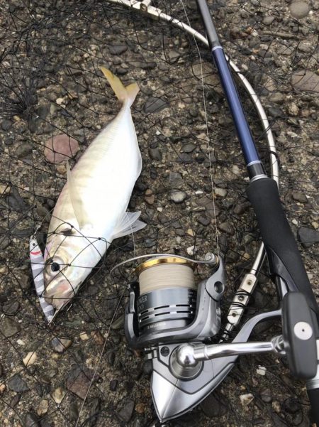 おニューのタモ