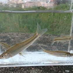 稲美町・小物釣り