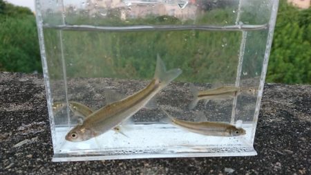 稲美町・小物釣り