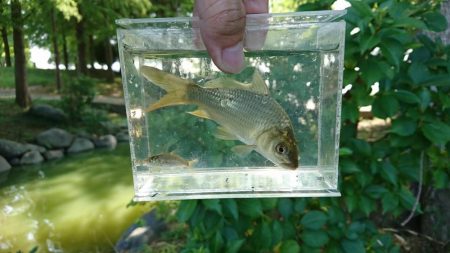 天満大池公園・小物釣り