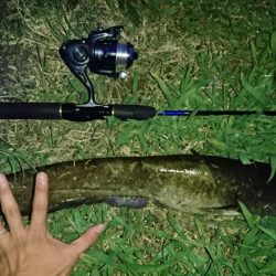 夕まずめのナマズ釣り