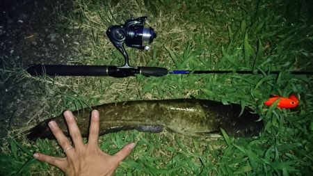 夕まずめのナマズ釣り