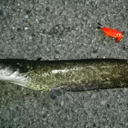 でかナマズ釣り