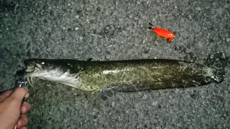 でかナマズ釣り