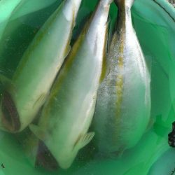 型も数も伸びず