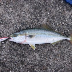 ツバスが釣れました