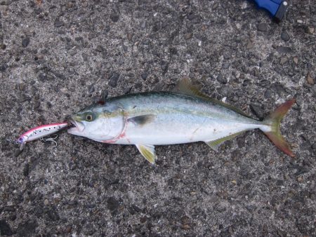 ツバスが釣れました
