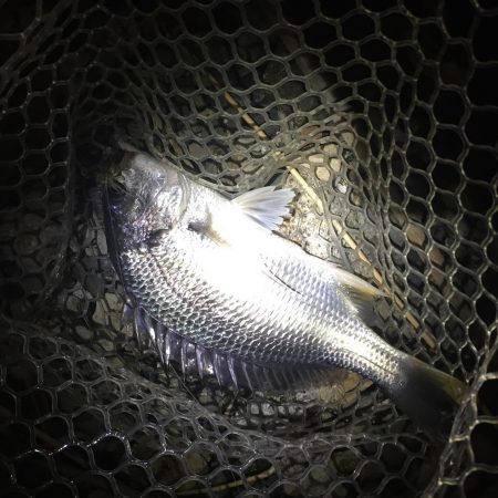 台風明けの偏食パターン？？