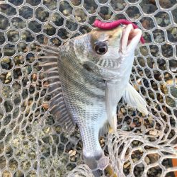 淀川デイゲーム　リアクションバイト