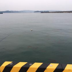 チャリコとコアジ