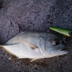 久しぶりにポッパーでの釣果