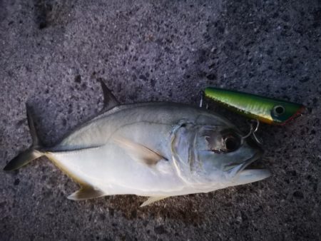 久しぶりにポッパーでの釣果