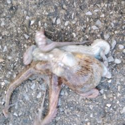 やっと悲願のタコ