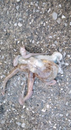 やっと悲願のタコ