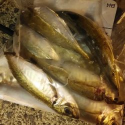 アジング　そこそこ釣れた