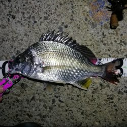 南港ヘチ釣行 (8/4 8月イン南港ヘチ。。キビレチヌ32cm など 釣果有り)