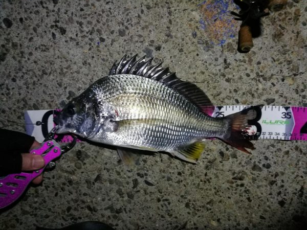 南港ヘチ釣行 （8/4 8月イン南港ヘチ。…