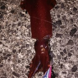 ショア　シロイカ　一杯