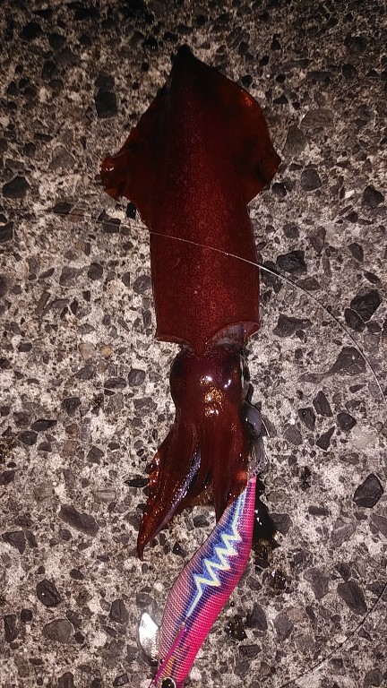 ショア　シロイカ　一杯