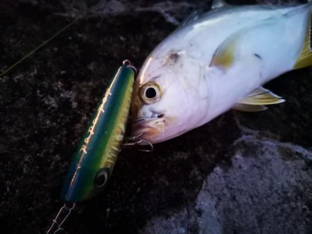 ポッパーは楽しい