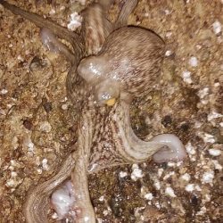 マダコとシロイカ