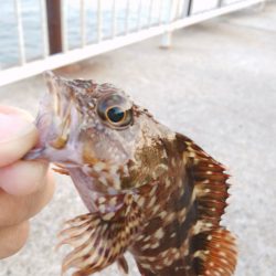 今日は急遽ガシリング