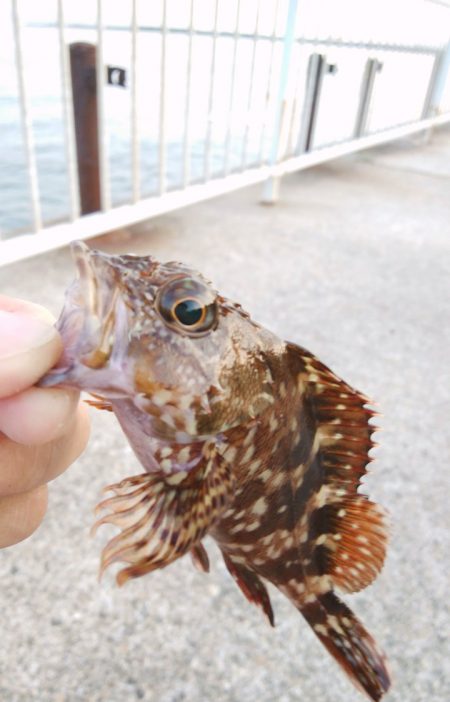 今日は急遽ガシリング