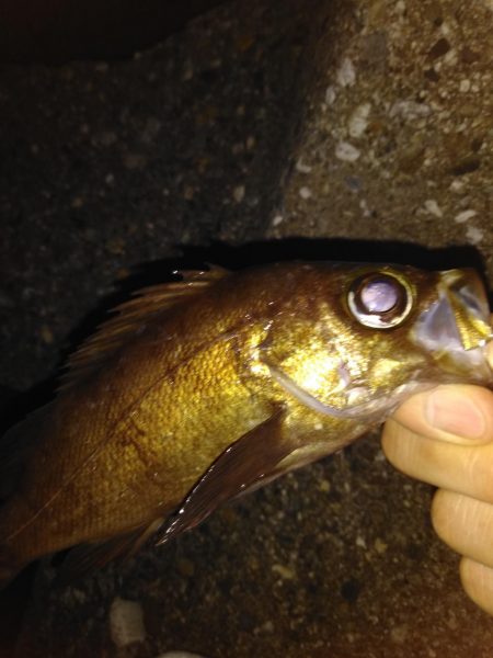 久々の探り釣り