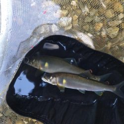 上桂川花背での鮎釣り