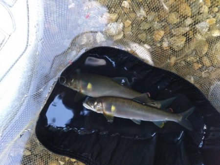上桂川花背での鮎釣り