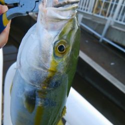 仕事前にツバス釣り